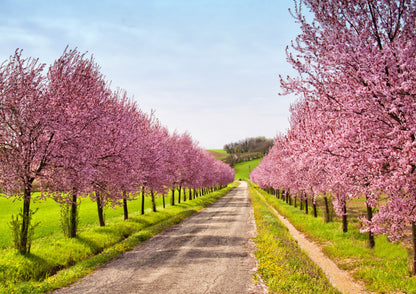 3 Nemaguard PeachTree (Prunus Persica) Seeds