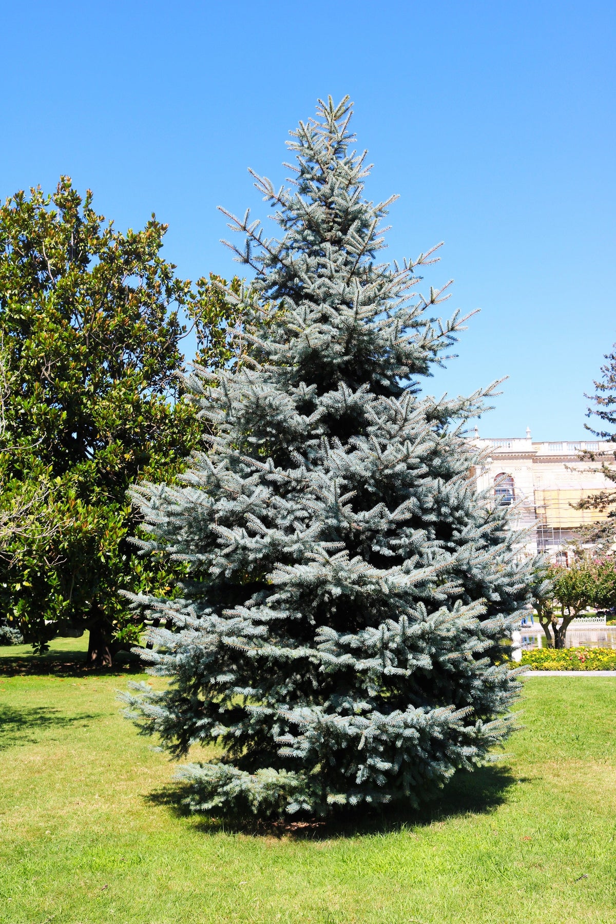 Colorado Blue Spruce (Picea pungens) Seeds – 50 ct