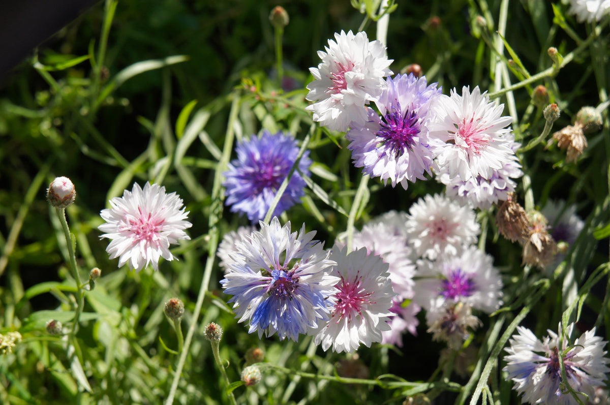 750 White Bachelor's Button (Centaurea Cyanus) Seeds