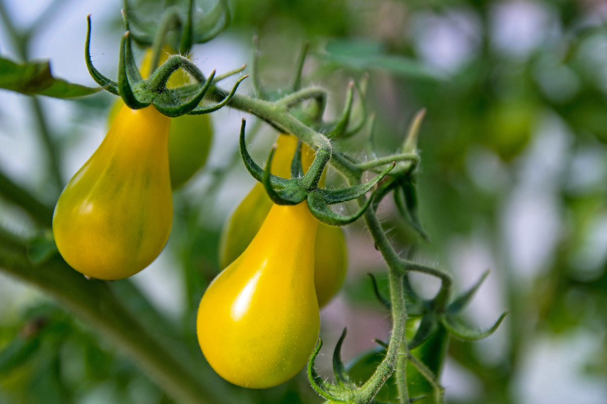 300 YELLOW PEAR TOMATO Lycopersicon Lycopersicum Fruit Vegetable Seeds