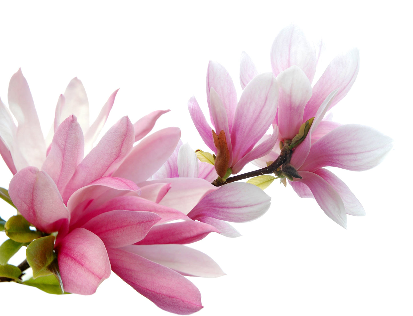 5 Saucer Magnolia/Tulip Tree (Soulangeana Denudata & Liliiflora)  Seeds