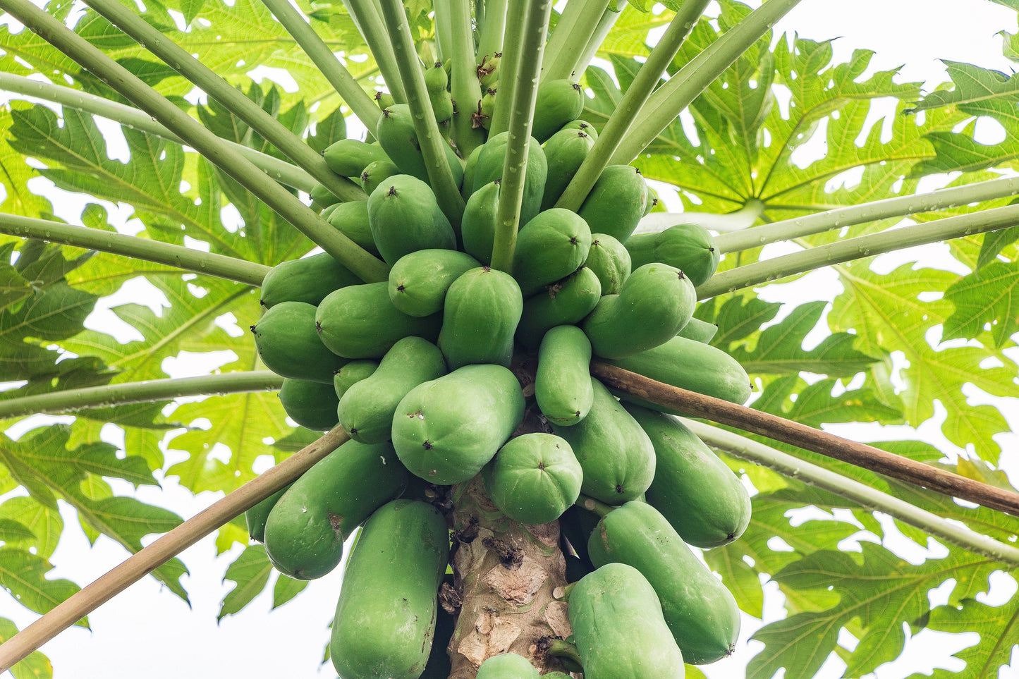 30 Papaya Tree (Carica Papaya) Seeds