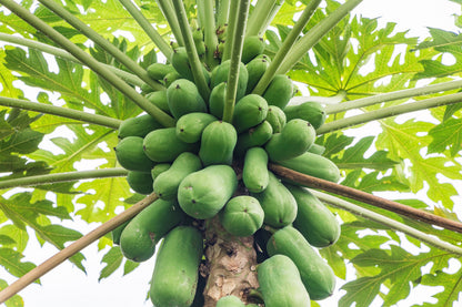30 Papaya Tree (Carica Papaya) Seeds