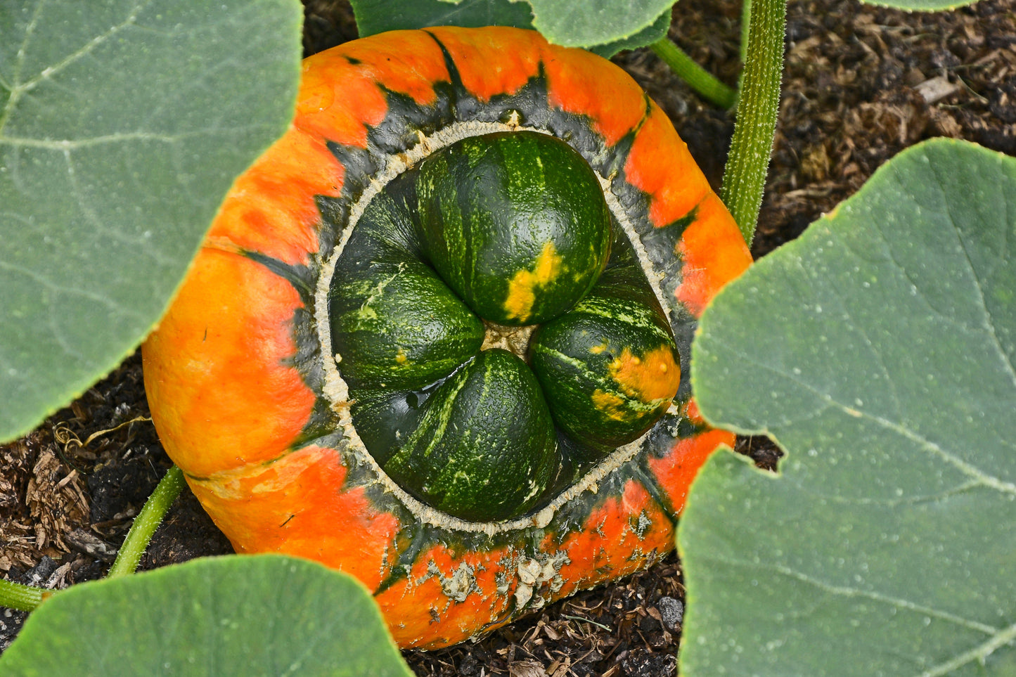 10 American Turks Turban Squash (Cucurbita Maxima) Seeds