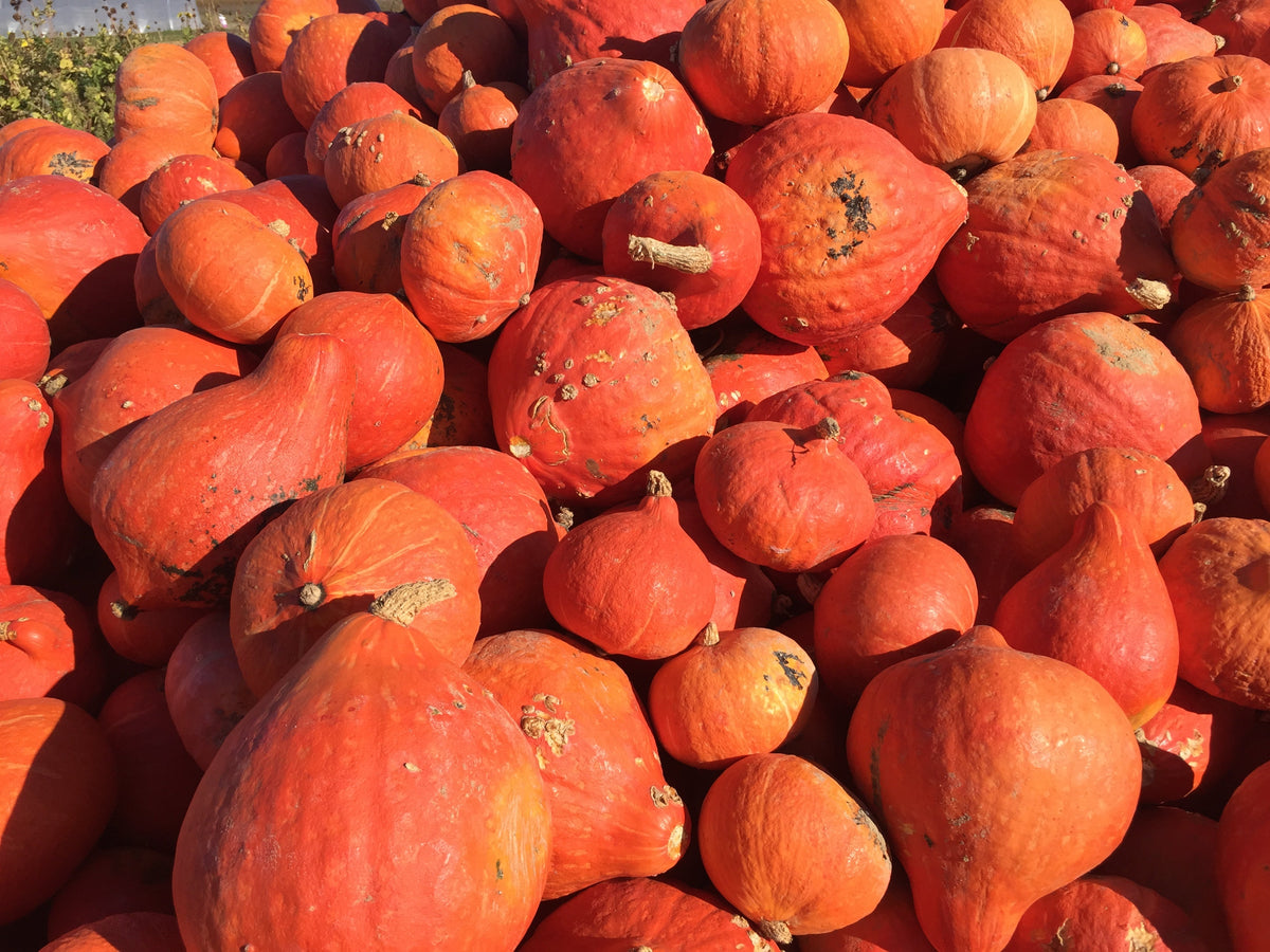 30 Golden Hubbard Squash (Cucurbita Maxima) Seeds