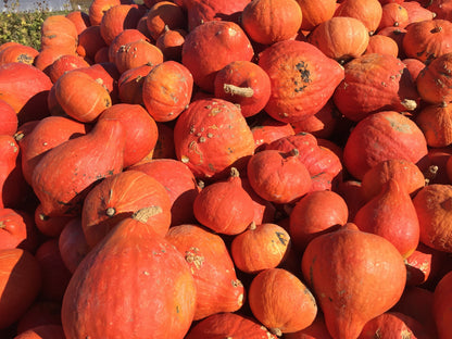 30 Golden Hubbard Squash (Cucurbita Maxima) Seeds