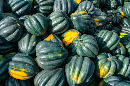 50 TABLE KING Acorn SQUASH Winter or Summer Cucurbita Maxima Vegetable Seeds