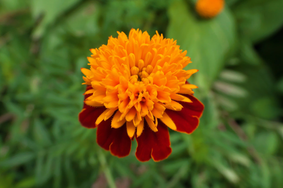 Orange Flame Dwarf French Marigold (Tagetes patula) Seeds – 250 ct