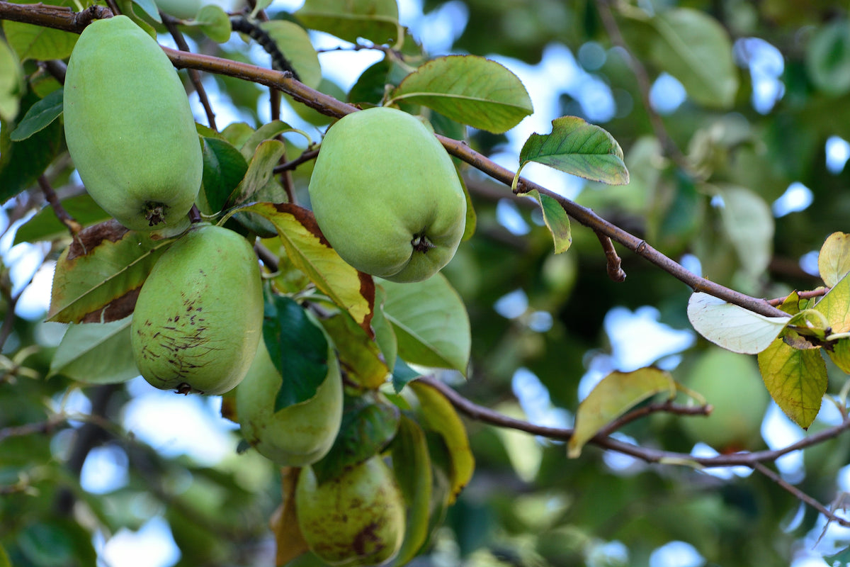 Chinese Quince (Pseudocydonia sinensis) Seeds – 20 ct
