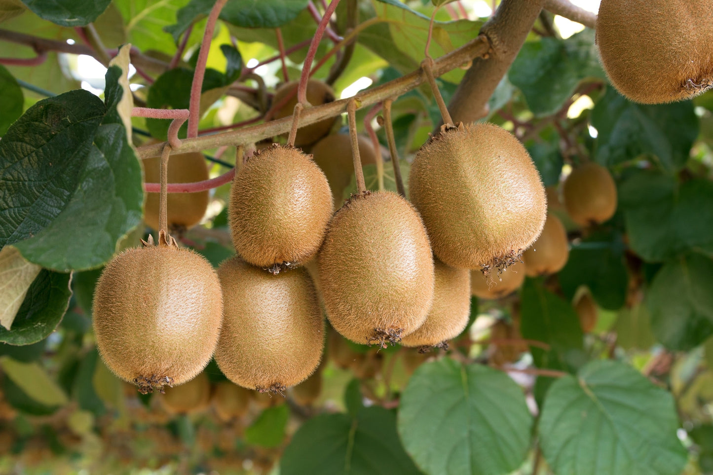 100 Kiwi Fruit (Kiwi Actinidia) Seeds