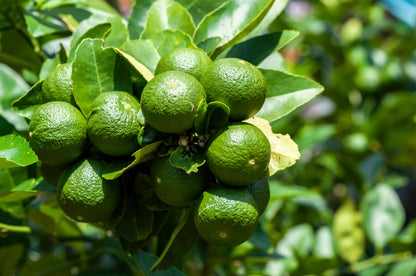 15 Key Lime (Citrus Aurantifolia) Seeds