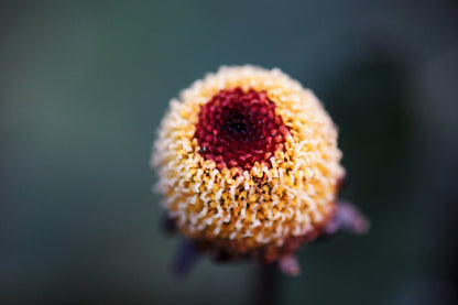 100 Toothache Plant (Spilanthes Oleracea) Seeds