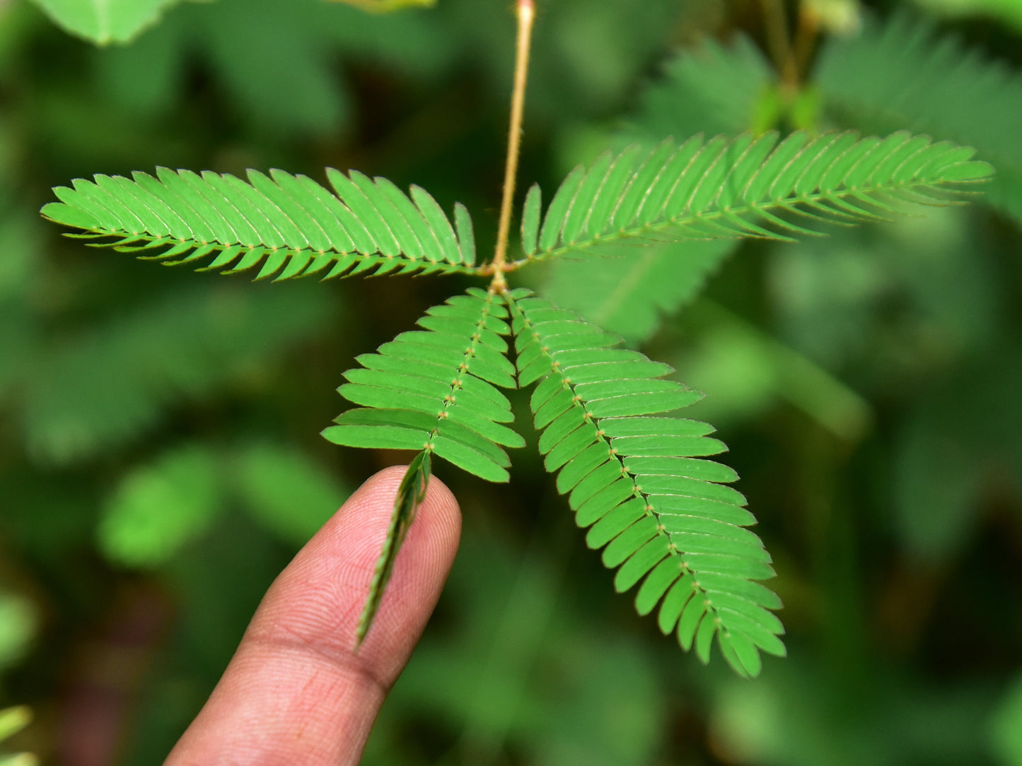 100 Sensitive Plant (Mimosa Pudica) Seeds