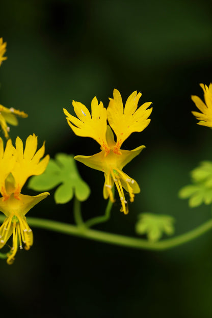 10 Canary Creeper Nasturtium (Tropaeolum Peregrinum) Seeds