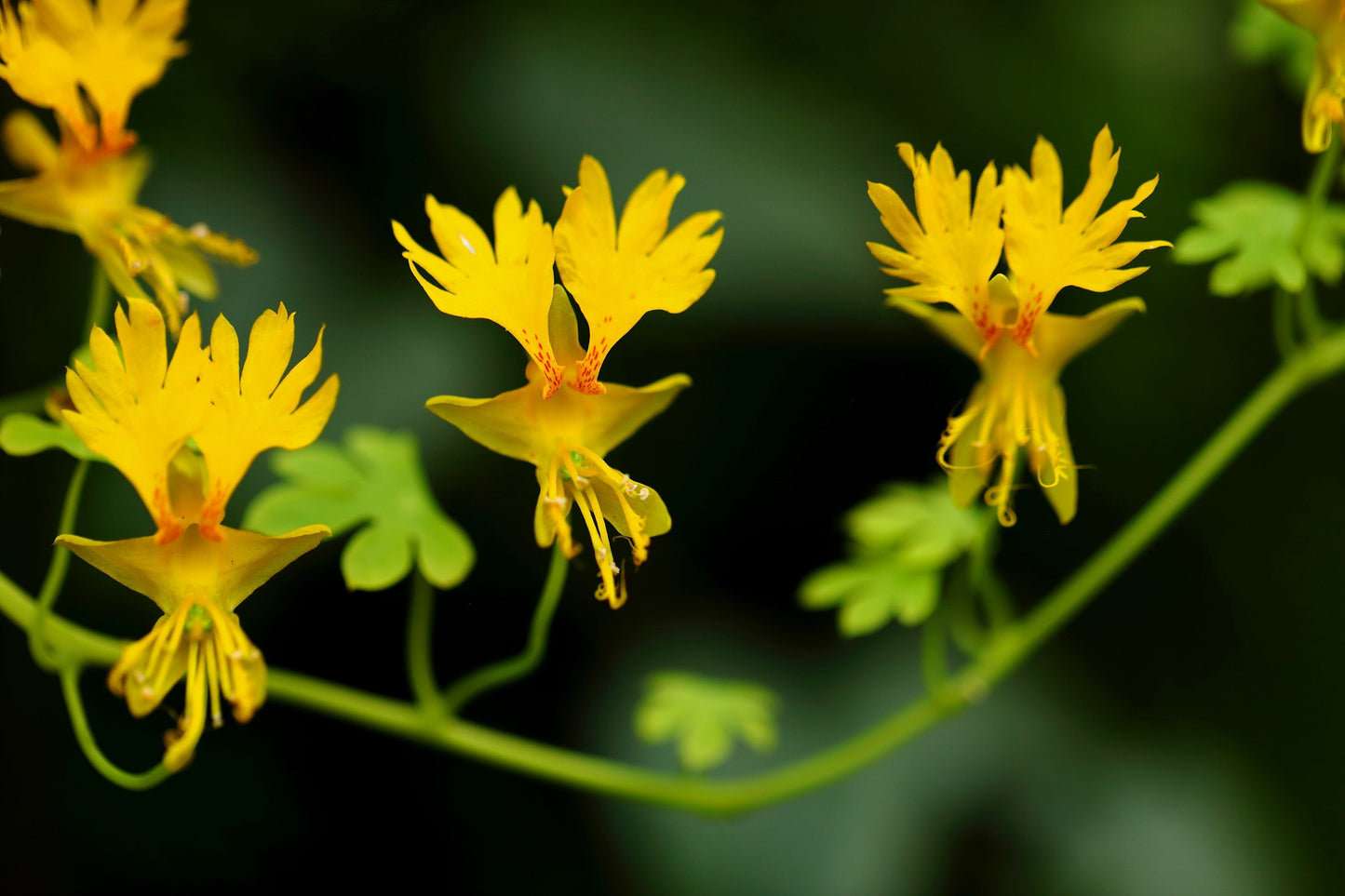 10 Canary Creeper Nasturtium (Tropaeolum Peregrinum) Seeds