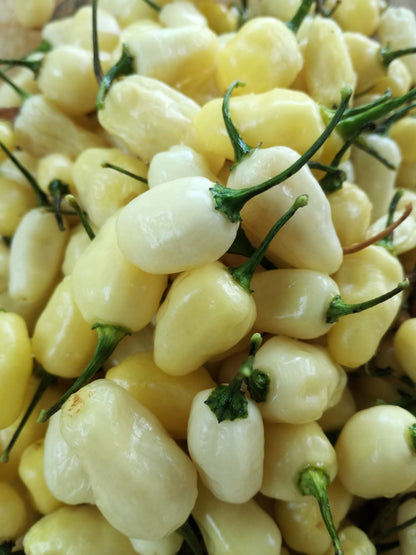 White Habanero Pepper (Capsicum chinense) Seeds – 50 ct