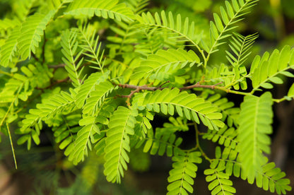 10 Thornless Honeylocust (Gleditsia Triacanthos Inermis) Seeds