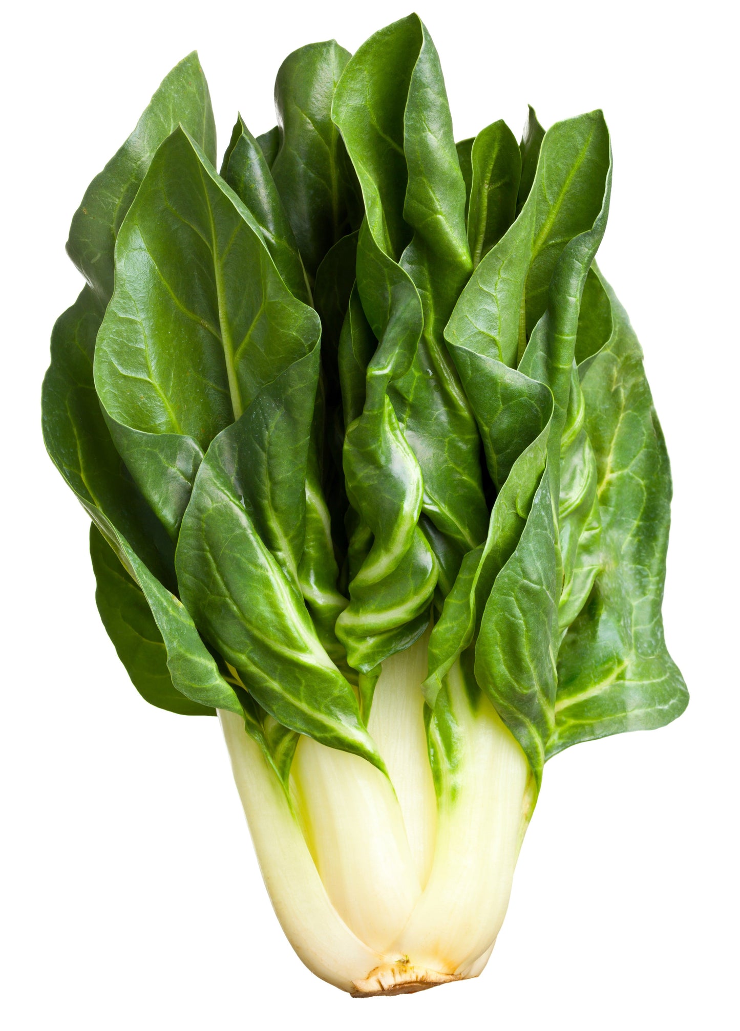 250 Barese Swiss Chard (Beta Vulgaris) Seeds