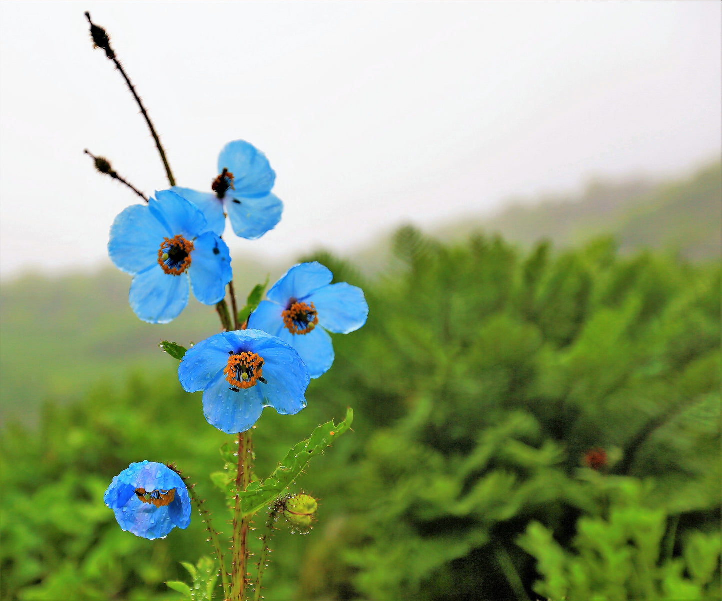 10 Blue Himalayan Poppy (Meconopsis Betonicifolia) Seeds