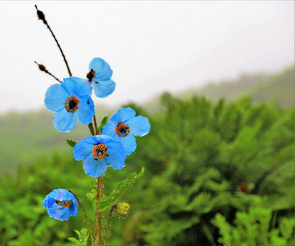10 Blue Himalayan Poppy (Meconopsis Betonicifolia) Seeds