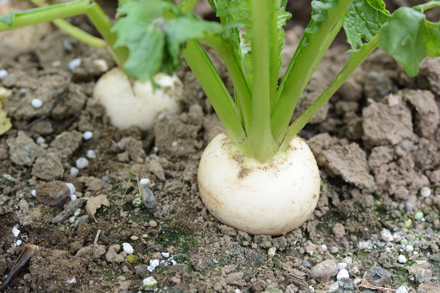 300 White Egg Turnip (Brassica Rapa) Seeds