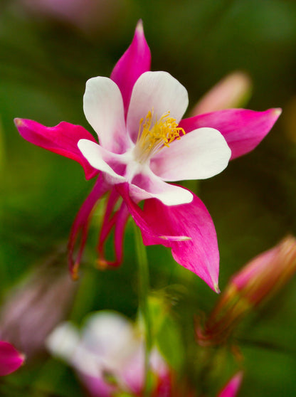 50 Rose Star Columbine (Aquilegia Caerulea) Seeds