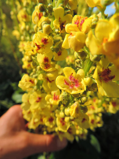 150 YELLOW VERBASCUM Thapsus Common Mullein Flower Herb Seeds