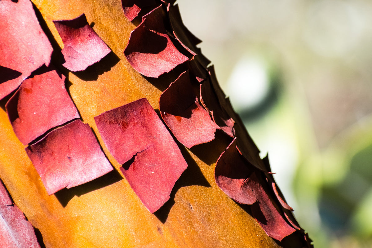 Pacific Madrone (Arbutus menziesii) Seeds – 10 ct