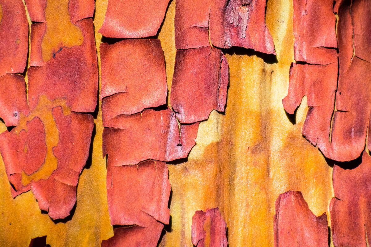 Pacific Madrone (Arbutus menziesii) Seeds – 10 ct