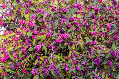 American Beautyberry (Callicarpa americana) Seeds – 40 ct