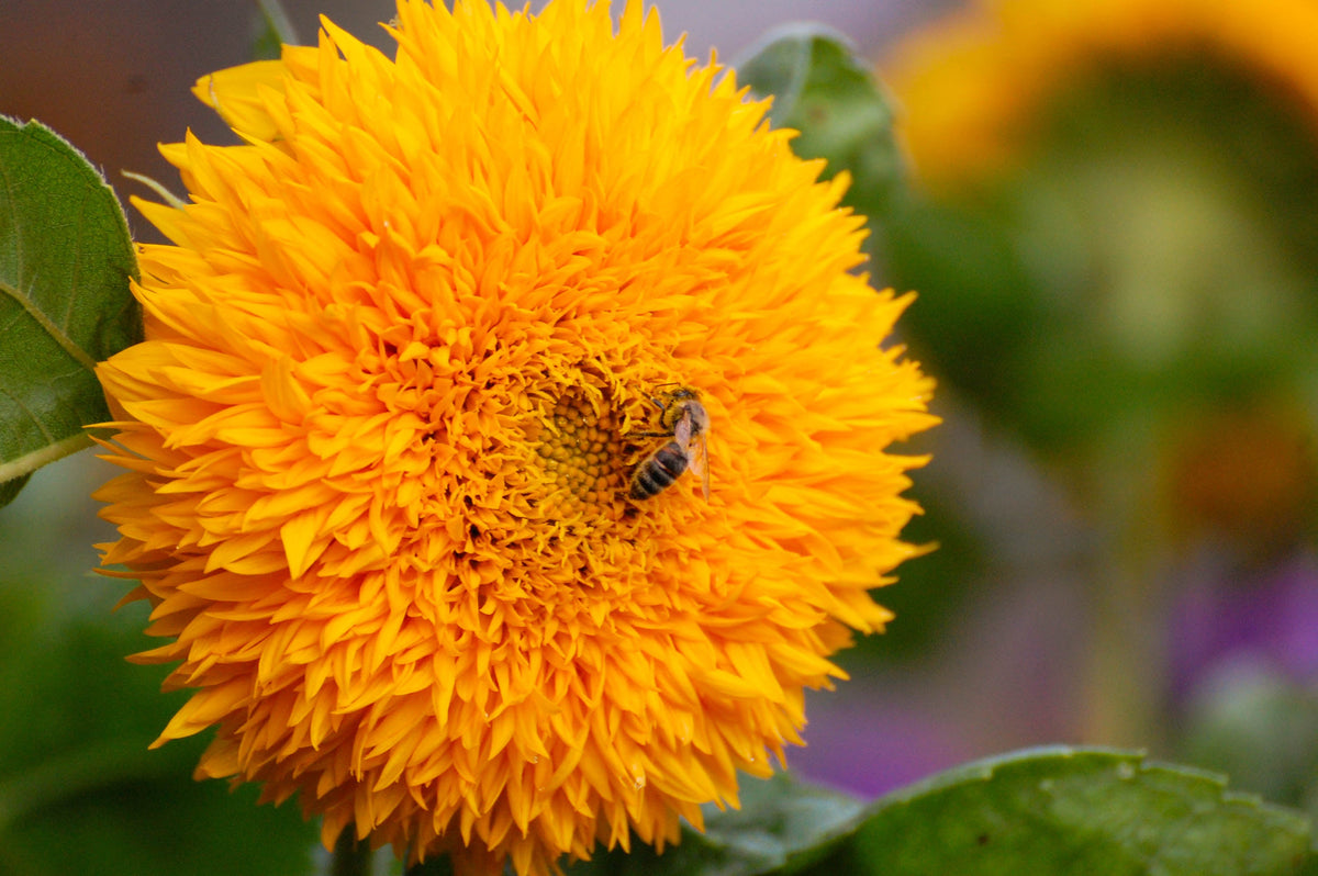 Double Dwarf Teddy Bear Sunflower (Helianthus annuus) Seeds – 150 ct