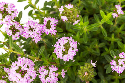 3000 SUMMER SAVORY Satureja Hortensis Herb Purple Flower Seeds