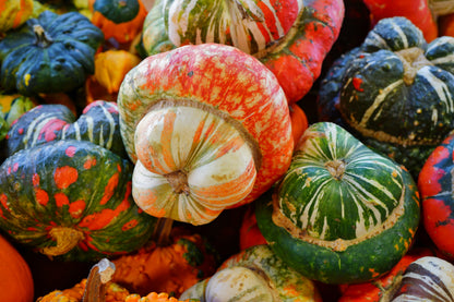 10 American Turks Turban Squash (Cucurbita Maxima) Seeds