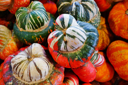 10 American Turks Turban Squash (Cucurbita Maxima) Seeds