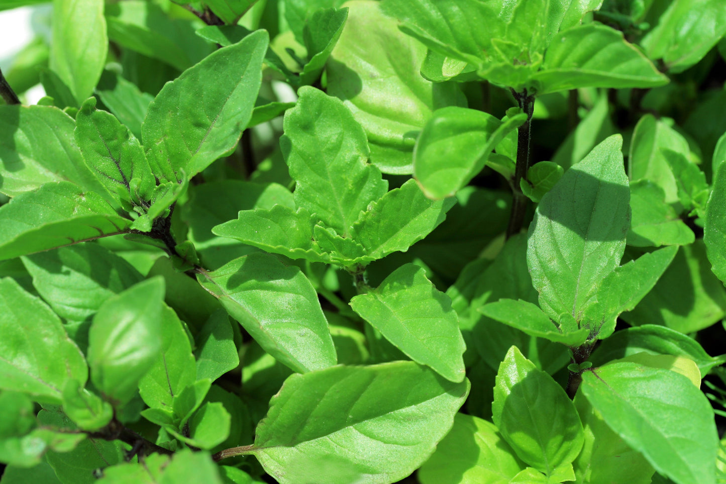 1000 Cinnamon Basil (Ocimum Basilicum) Seeds