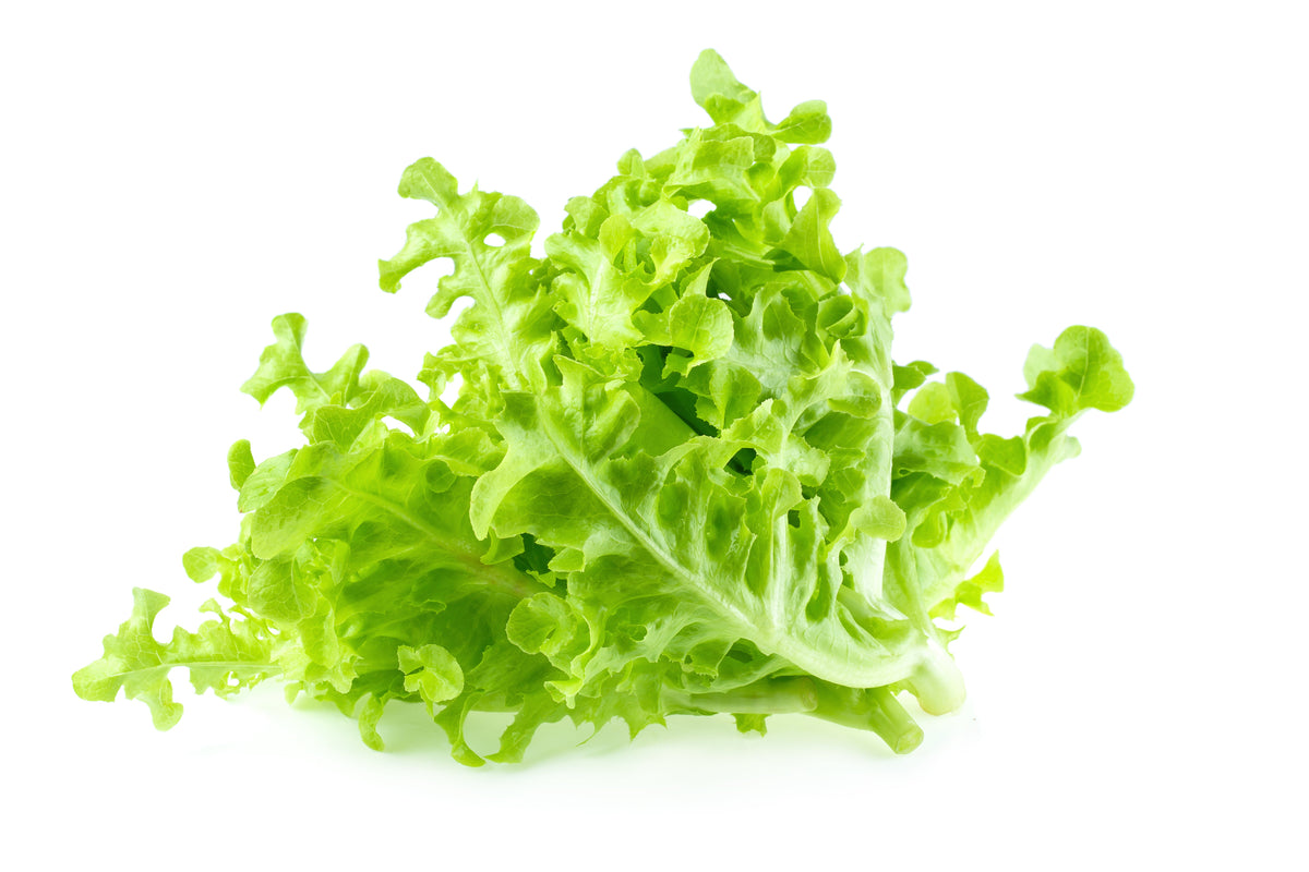3000 OAK LEAF LETTUCE Lactuca Sativa Vegetable Seeds