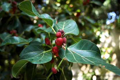 Banyan Fig (Ficus benghalensis) Seeds – 50 ct