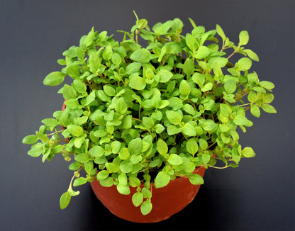 Sweet Marjoram (Origanum majorana) Seeds – 2,000 ct
