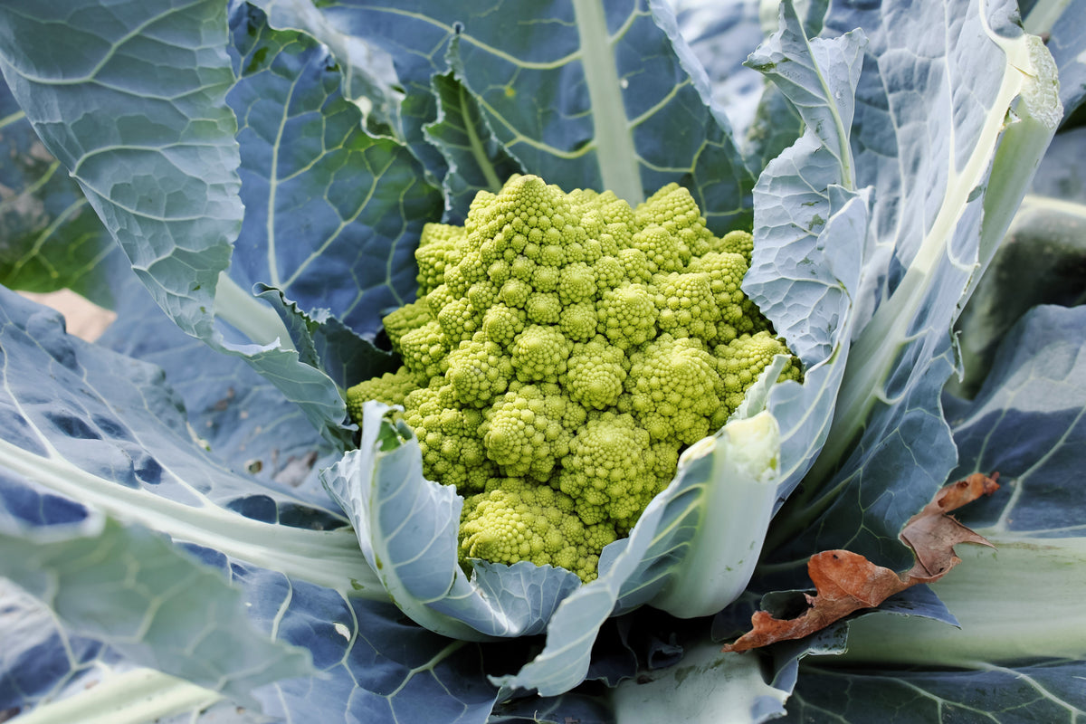 500 ROMANESCO BROCCOLI Broccoflower Roman Cauliflower Pyramid Broccolo Brassica Oleracea Vegetable Seeds