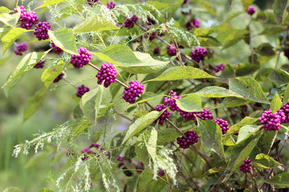 American Beautyberry (Callicarpa americana) Seeds – 40 ct