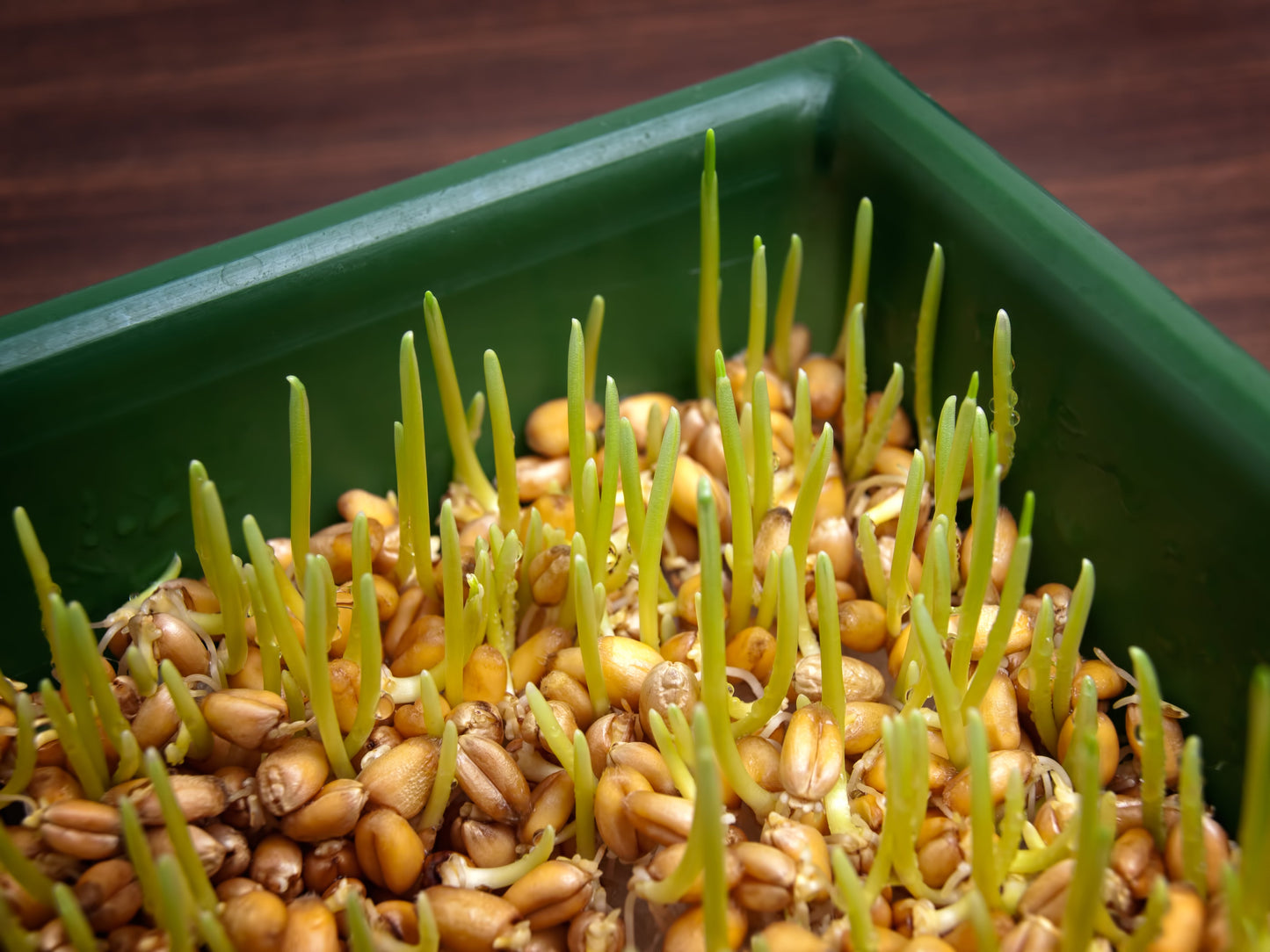 500 Cat Grass/Wheat Grass (Triticum Aestivum) Seeds