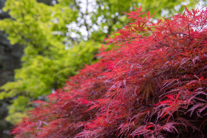 10 Japanese Maple (Acer Palmatum Dissectum) Seeds