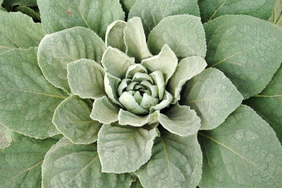 150 YELLOW VERBASCUM Thapsus Common Mullein Flower Herb Seeds