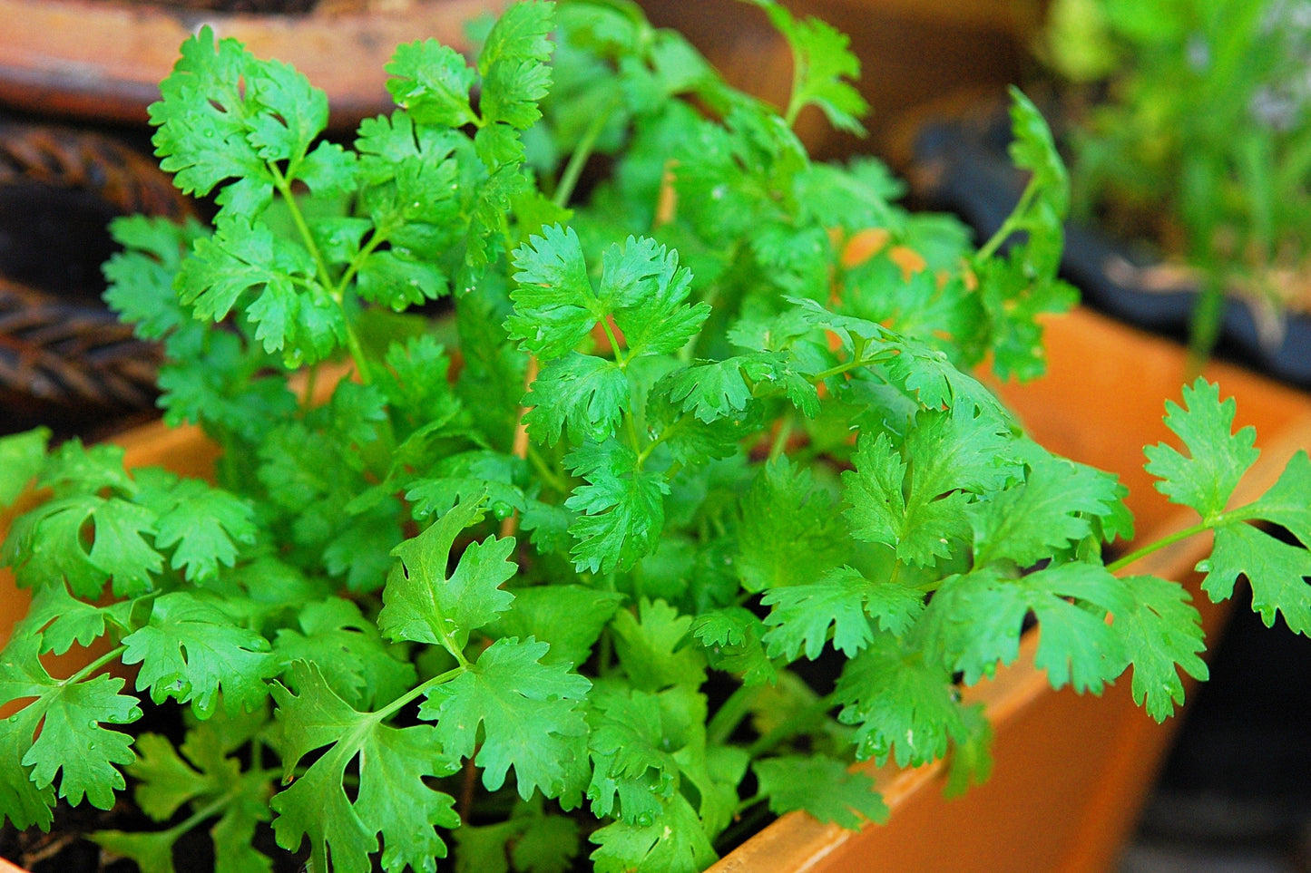 100 Fiesta Green Cilantro / Coriander (Coriandrum Sativum) Seeds