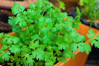 100 Fiesta Green Cilantro / Coriander (Coriandrum Sativum) Seeds