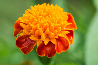 Orange Flame Dwarf French Marigold (Tagetes patula) Seeds – 250 ct