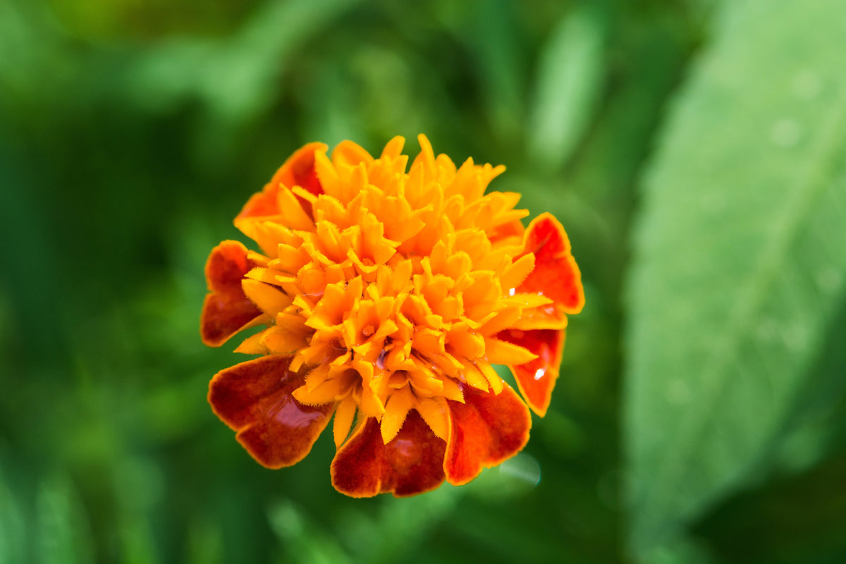 Orange Flame Dwarf French Marigold (Tagetes patula) Seeds – 250 ct