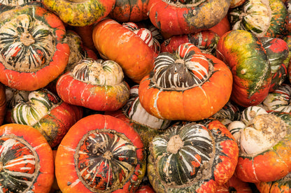 10 American Turks Turban Squash (Cucurbita Maxima) Seeds