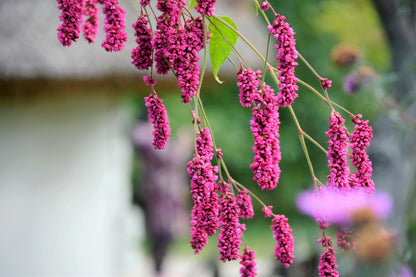 10 Kiss Me Over The Garden Gate (Polygonum Orientale Persicaria Orientalis) Seeds