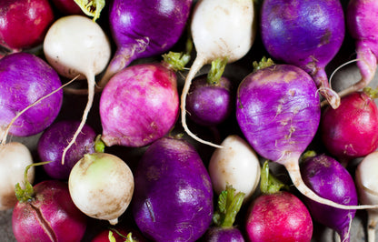 500 Mixed Colors EASTER EGG RADISH Raphanus Sativus Vegetable Seeds